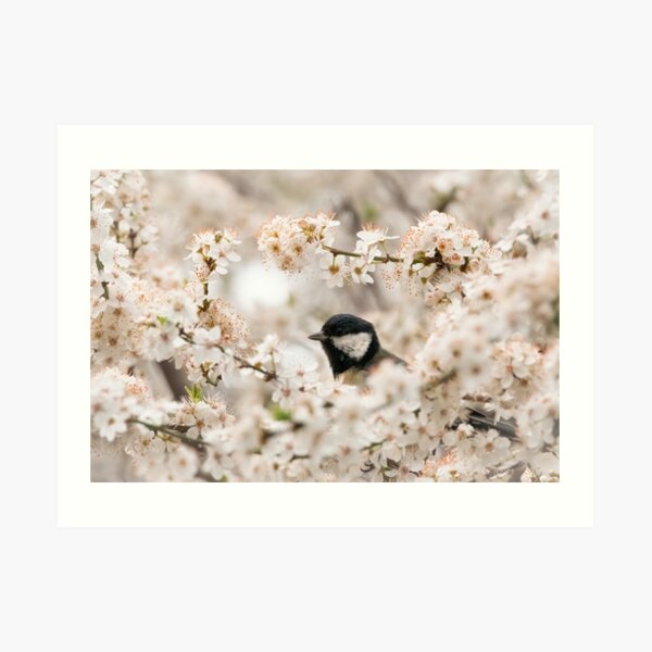 A springtime bird in cherry blossom Art Print