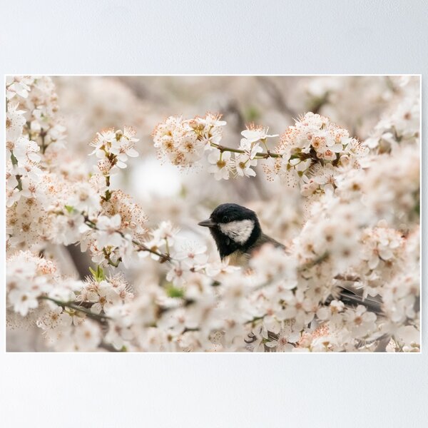 A springtime bird in cherry blossom Poster