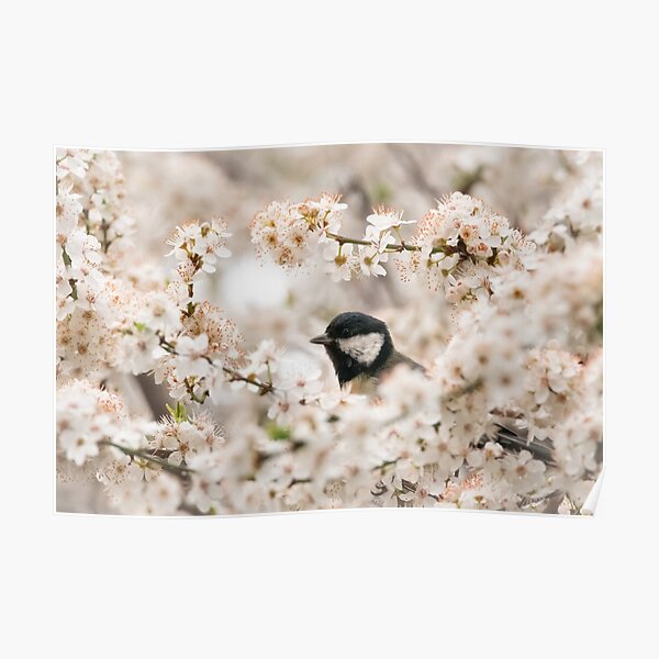 A springtime bird in cherry blossom Poster