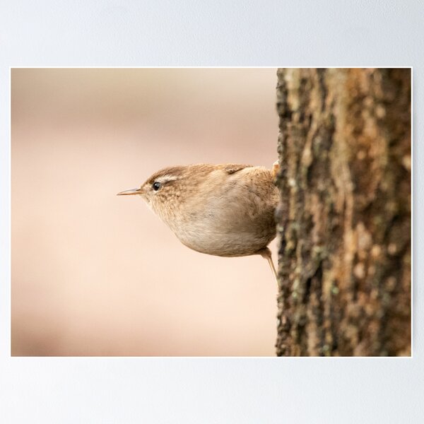 Wren at attention Poster