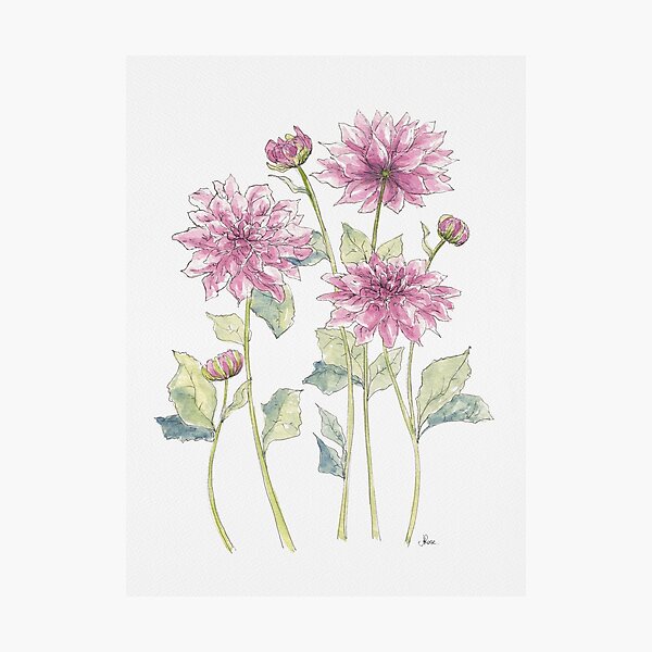 Item preview, Magenta Dahlias Illustration designed and sold by JRoseDesign.