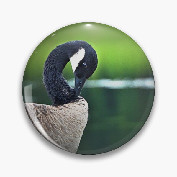 Item preview, Lovely  Canadian Goose Photograph with Vibrant Green Background designed and sold by mrtraz.
