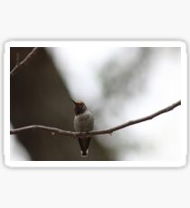 The best of the newest hummingbirds 9-16-2015 Sticker