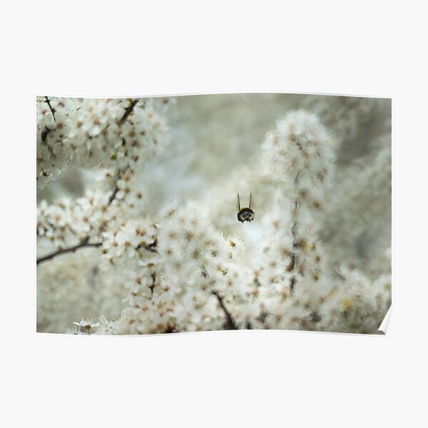 Bee H Poster