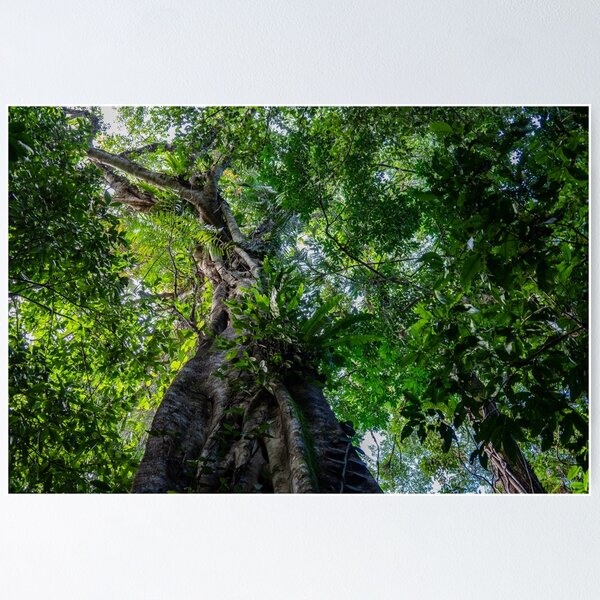Item preview, Würgerfeige im Daintree designed and sold by twelvepointfour.