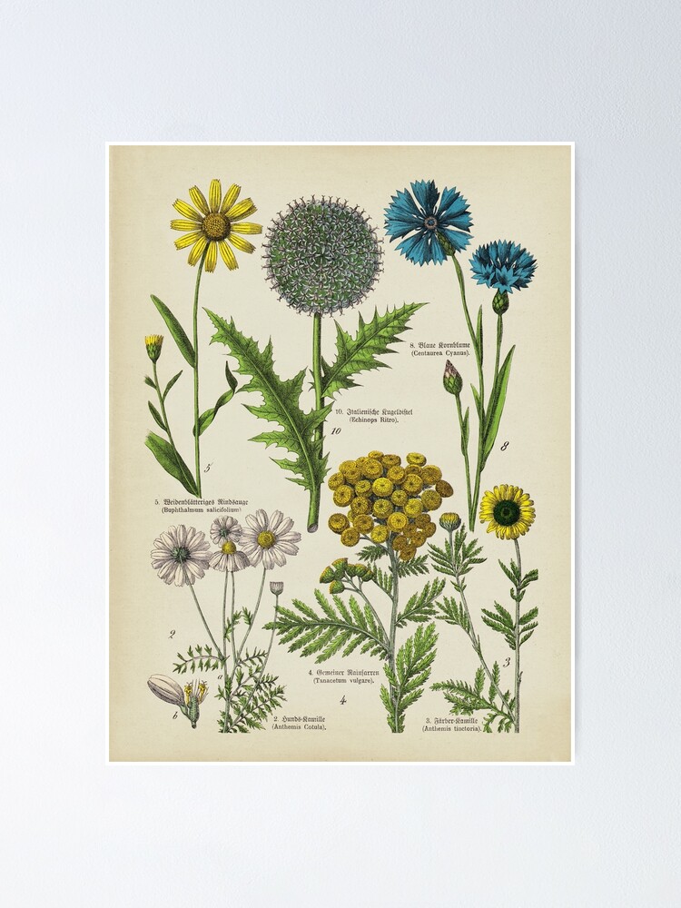 Botanische Studie Gänseblümchen Poster Sale mit for von und LeAllureVintage \
