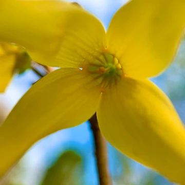 Artwork thumbnail, Spring by eidas