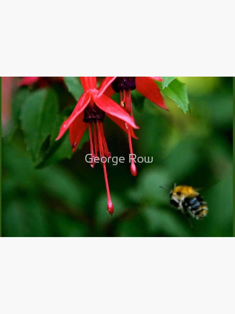 Wild Fuchsia at Loch Na Fooey (tall) by VeryIreland