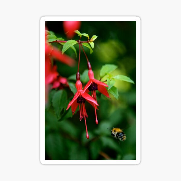 Wild Fuchsia at Loch Na Fooey (tall) Sticker