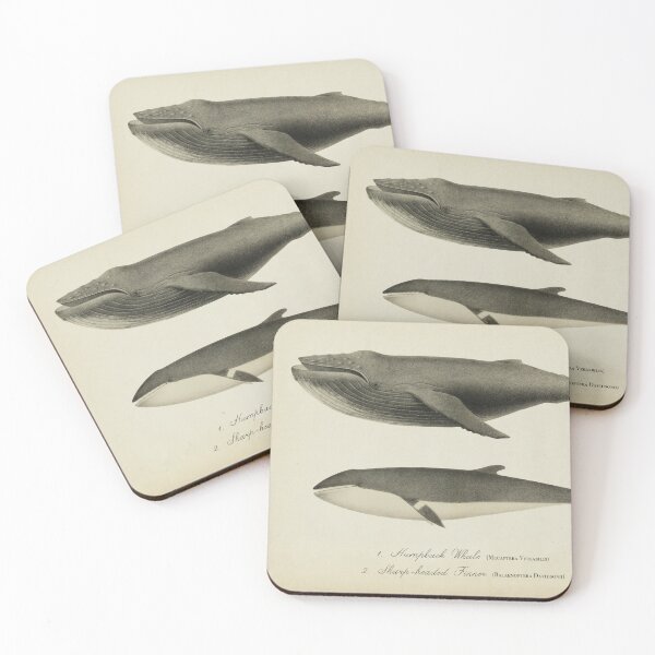 Item preview, Two Whales. Old Scientific Drawing, Humpback and Sharp Headed whale designed and sold by LeAllureVintage.