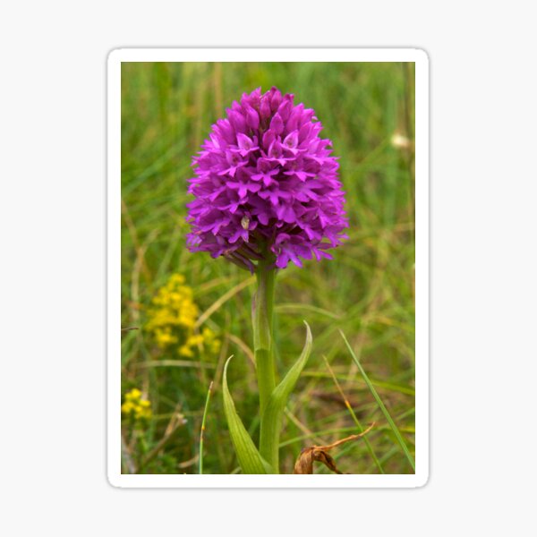 Pyramidal Orchid, Inishmore Sticker