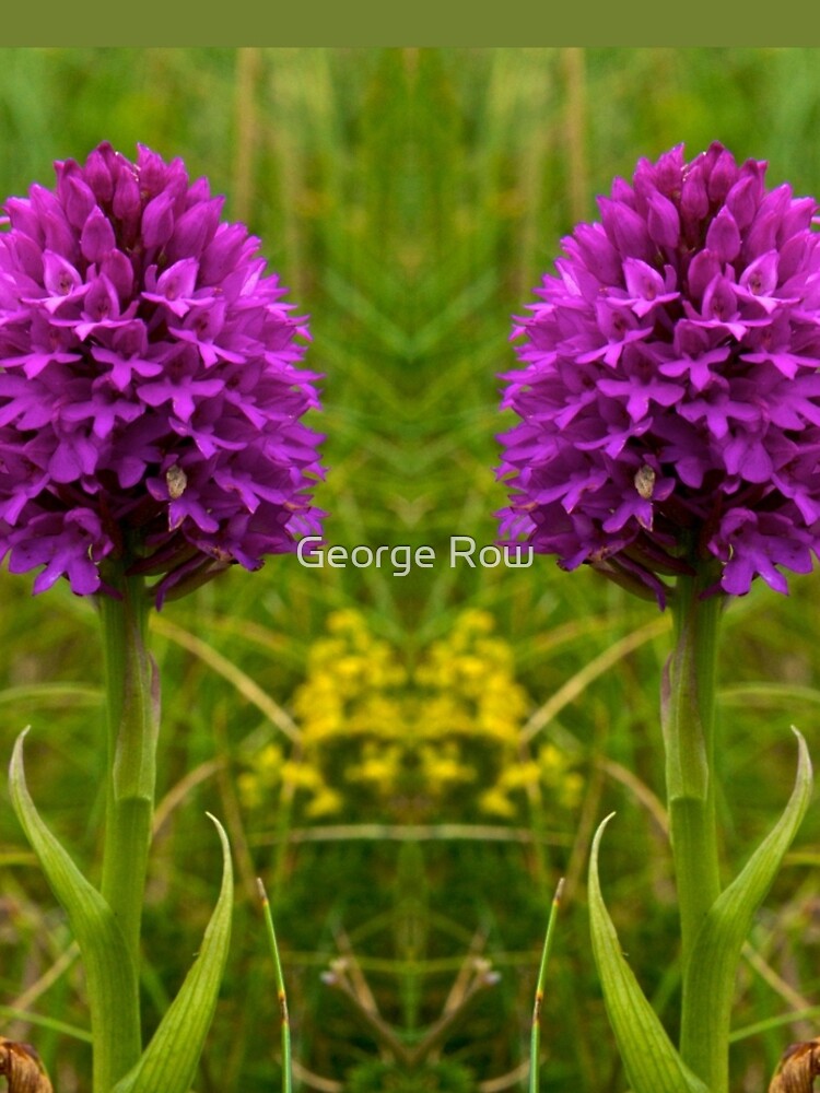 Pyramidal Orchid, Inishmore by VeryIreland