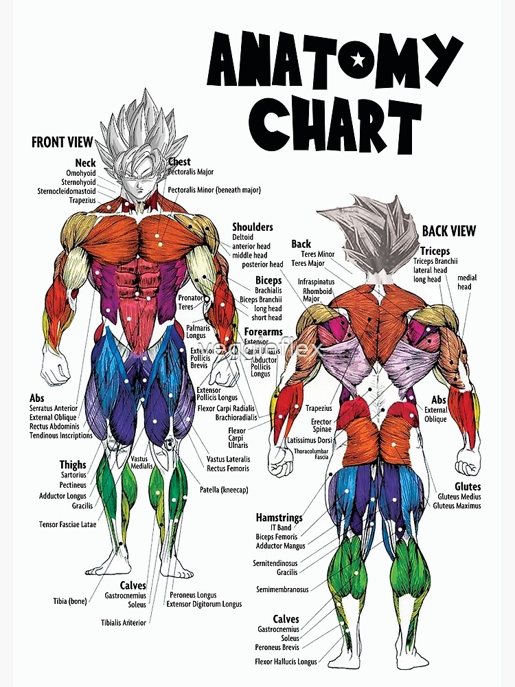 Discover Muscle Chart - Anatomy Diagram - Anime Gym Motivational Premium Matte Vertical Poster