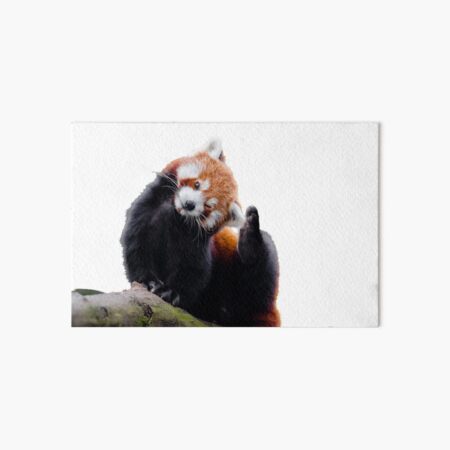 Panda Rouge Art Board Prints Redbubble Panda Rouge Art Board Prints Redbubble