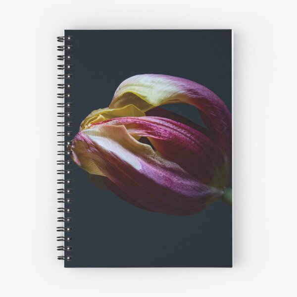 Item preview, Purple Tulip Wilted, Light Painted Stilllife designed and sold by melaniesharp.