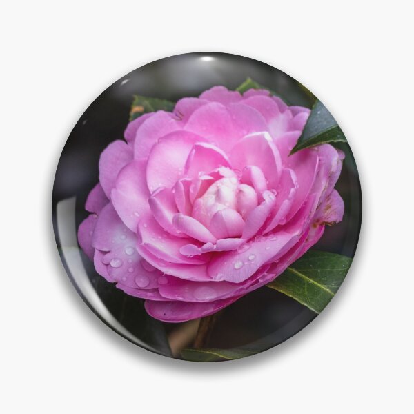 Item preview, Pink camellia flower, with branches and leaves in the background. designed and sold by AylaHarbich.