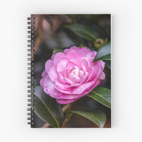Item preview, Pink camellia flower, with branches and leaves in the background. designed and sold by AylaHarbich.