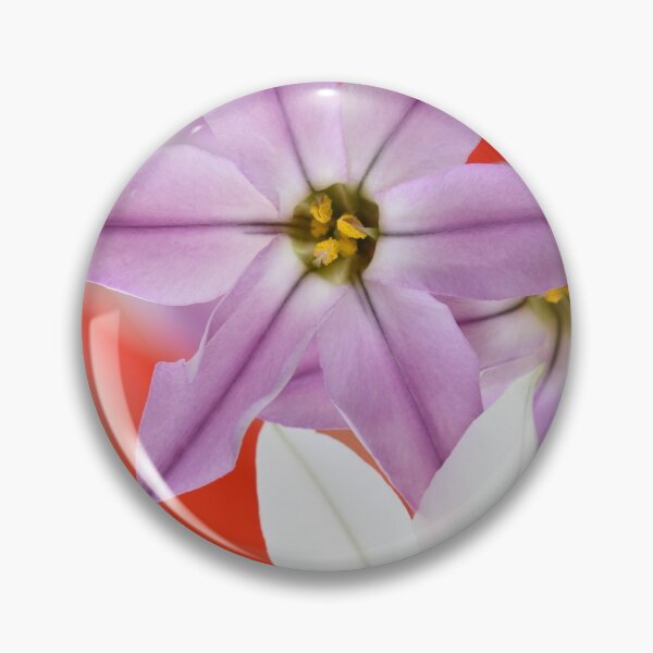 Item preview, Ipheion  Two colours  Spring starflower  designed and sold by Chris Burrows.