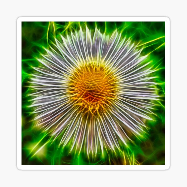 feinstrahl – erigeron annuus – エリゲロン ¦ Sticker