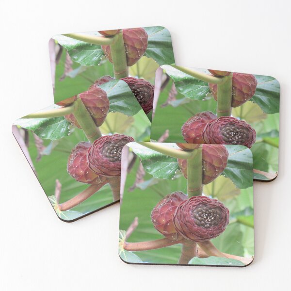 Item preview, Ficus dammaropsis fruits designed and sold by greentiger1.