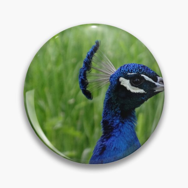 Item preview, Peacock close up photograph designed and sold by BackgroundPixel.