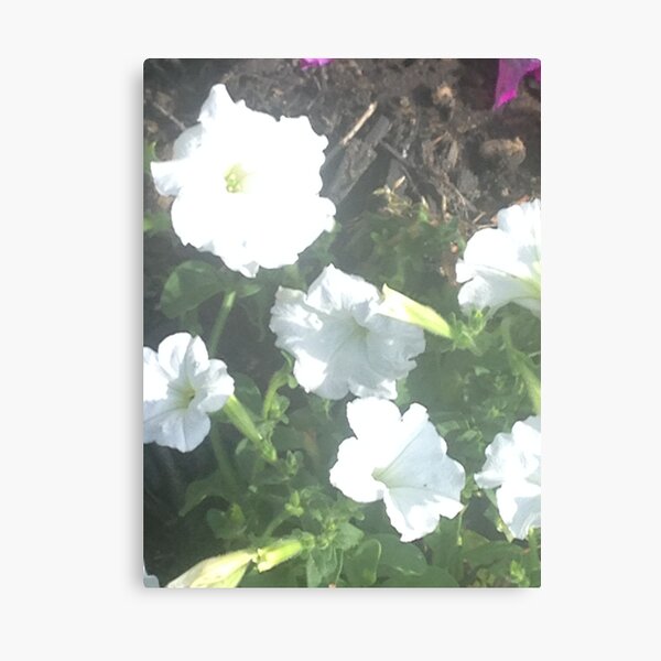 White Petunias Canvas Print
