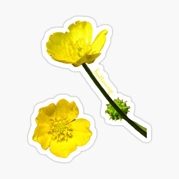 Buttercup Sticker