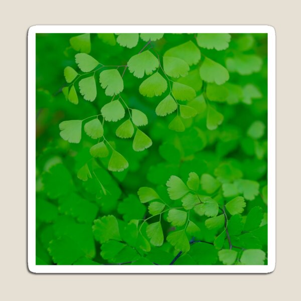 Aperçu de l'œuvre Maidenhair Fern créée et vendue par Gabrielle  Lees.