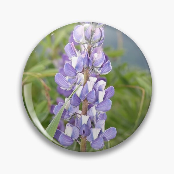Item preview, Broadleaf lupine (Lupinus latifolius) designed and sold by SDym Photography.