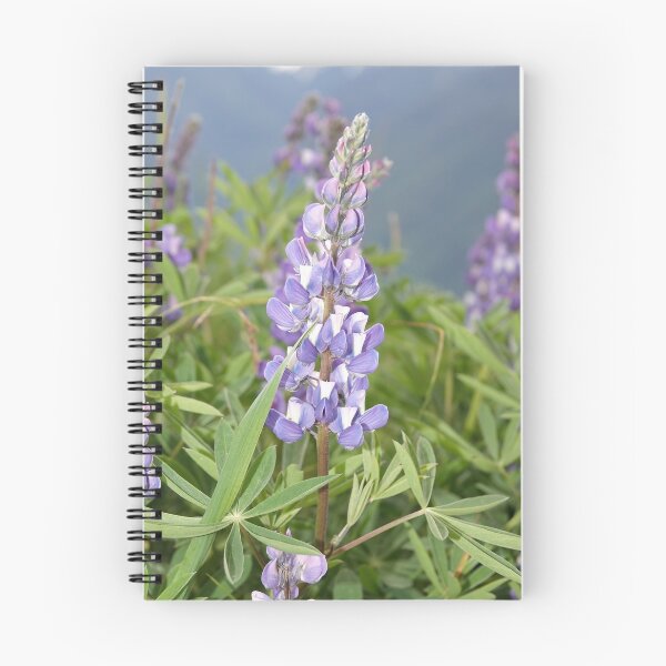 Artikelvorschau, Laublupine (Lupinus latifolius) entworfen und verkauft von SDym Photography.