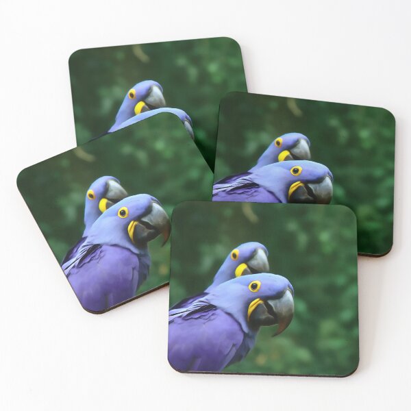 Item preview, Hyacinth Macaws, beautiful colorful birds and feathers, bright and colorful, blues and greens, parrots with personality and style designed and sold by Orianah.