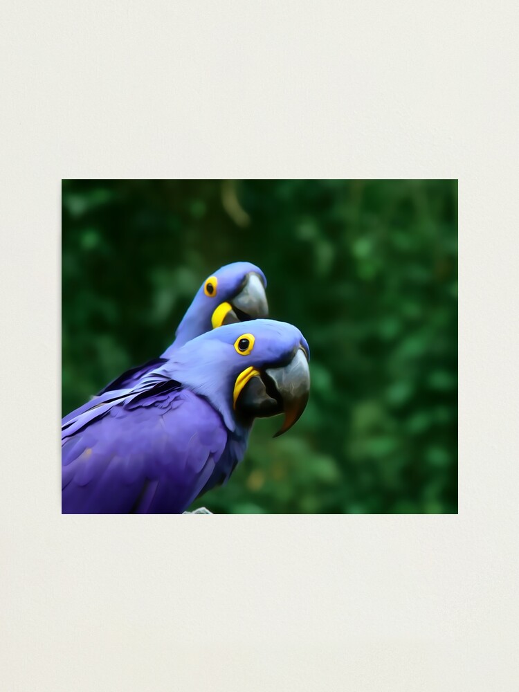 Crested Parakeet  : Discover the Vibrant Beauty and Charming Personality