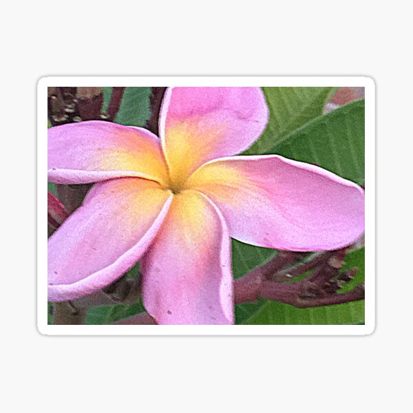 Item preview, FRANGIPANI FLORAL FANTASY IN PINK designed and sold by Opalbluerose.