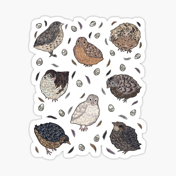 Item preview, Coturnix Quail designed and sold by Quail and Friends.