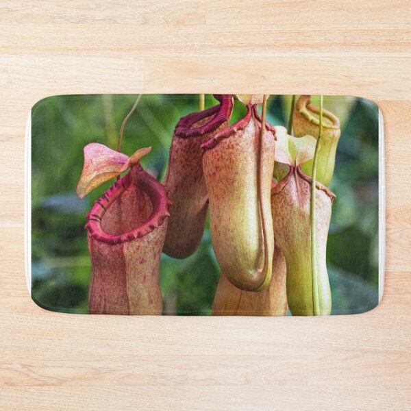 Item preview, Carnivorous Hanging Pitcher Plant Nepenthes designed and sold by IMPHives.
