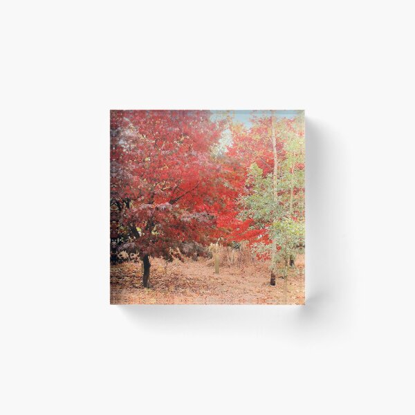 Item preview, Acer, Sheffield Park, England designed and sold by QualitySolution.
