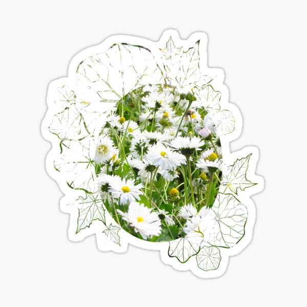 Spring Is Coming. Daisy Attractive Flower. April Showers Bring May Flowers Sticker