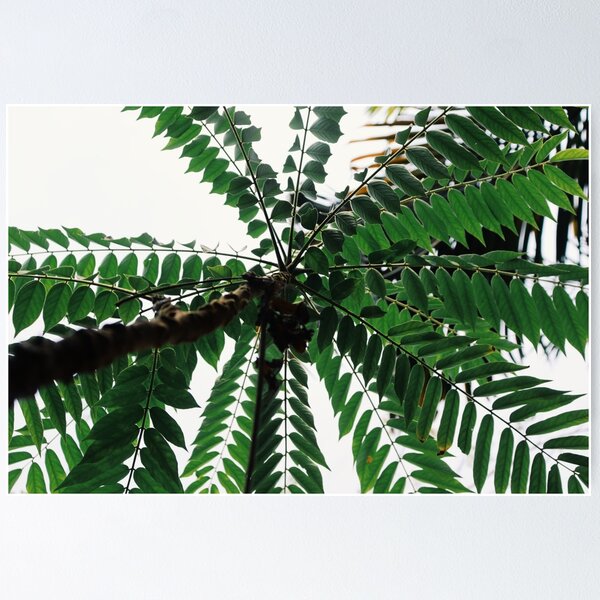 Item preview, tree branch designed and sold by derryshop.