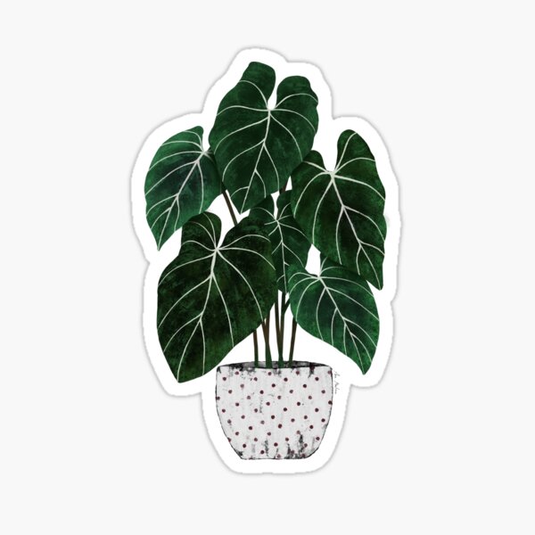 Item preview, Philodendron interior plant  designed and sold by Elbuenlimon.