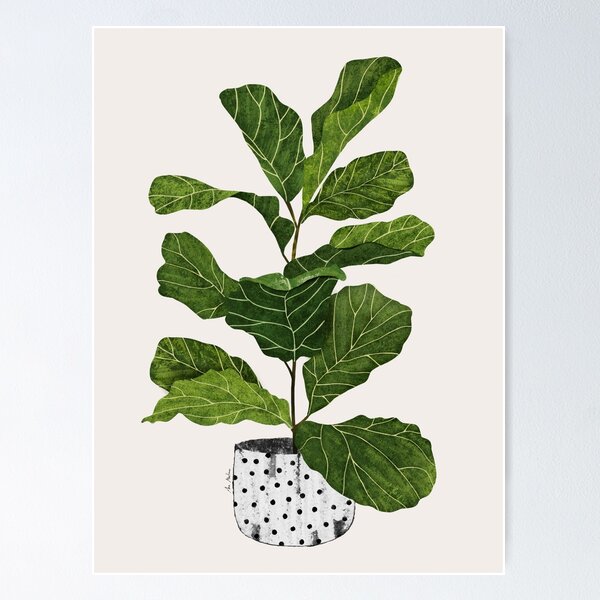 Item preview, Fiddle leaf fig tree interior plant designed and sold by Elbuenlimon.