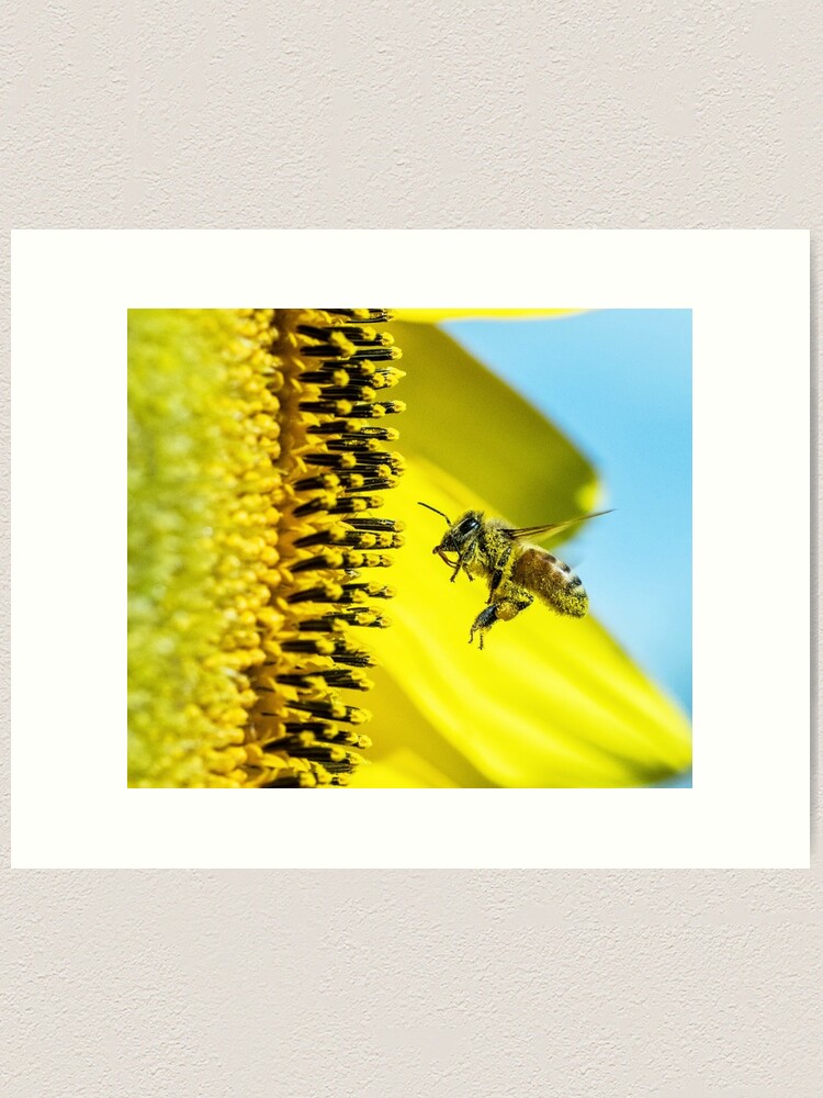 Alas de abeja extragrandes -  México