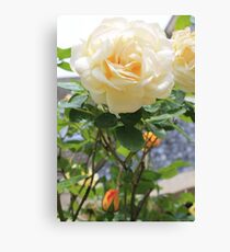 Peach rose. Canvas Print