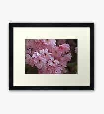 Cherry blossom. Framed Print