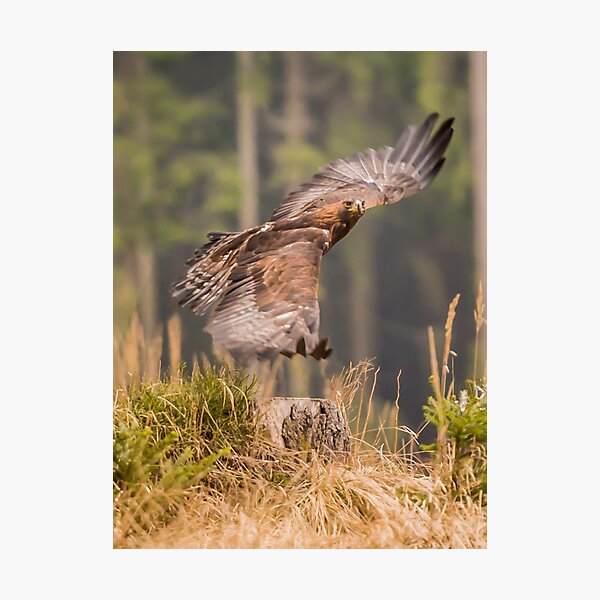 Item preview, Bird of Prey - Golden Eagle designed and sold by Alius Imago.