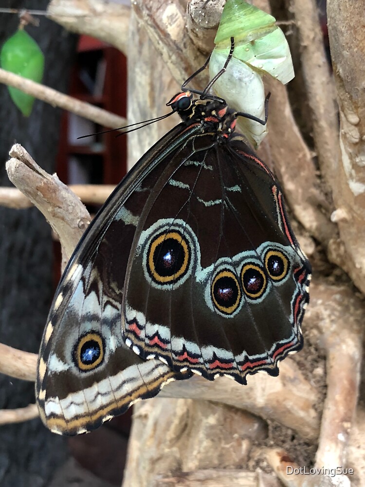 Blue Morpho Butterfly Sticker