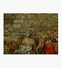 Domesticated Photographic Print