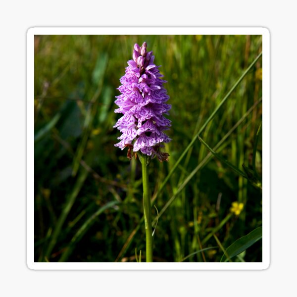 Spotted Orchid, Kilclooney, Donegal Sticker