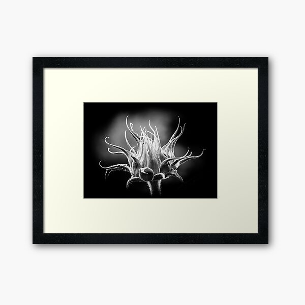 Item preview, Tournesol en devenir designed and sold by Marie Boucher.