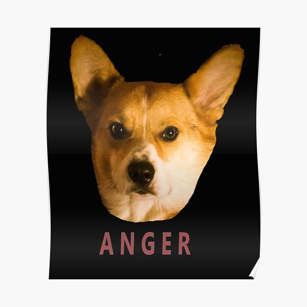 Angry corgi Poster