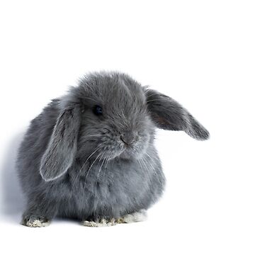 baby mini lop rabbits